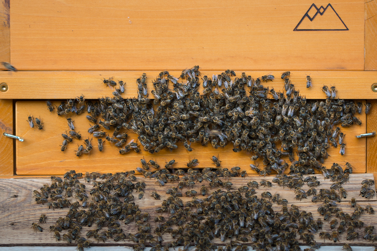 Klima im Bienenstock