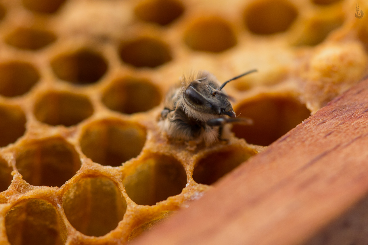 Bienen schlüpfen